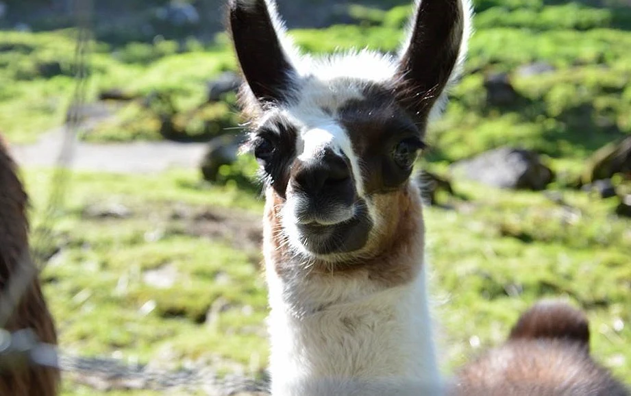 Wildpark Wildbichl Niederndorferberg